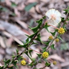 Acacia gunnii (Ploughshare Wattle) at Lower Cotter Catchment - 25 May 2022 by trevorpreston