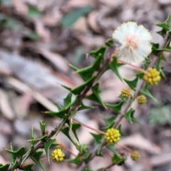 Acacia gunnii (Ploughshare Wattle) at Cotter River, ACT - 25 May 2022 by trevorpreston