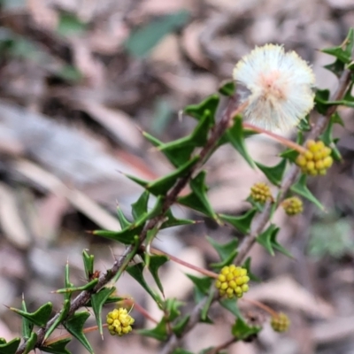 Acacia gunnii (Ploughshare Wattle) at Lower Cotter Catchment - 25 May 2022 by trevorpreston