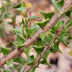 Acacia gunnii at Cotter River, ACT - 25 May 2022 04:20 PM