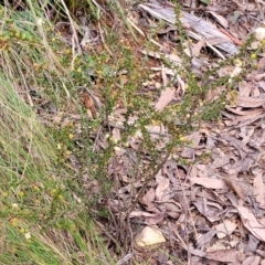 Acacia gunnii at Cotter River, ACT - 25 May 2022