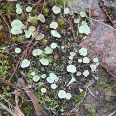 Cladonia sp. (genus) (Cup Lichen) at Cooma, NSW - 9 May 2022 by mahargiani