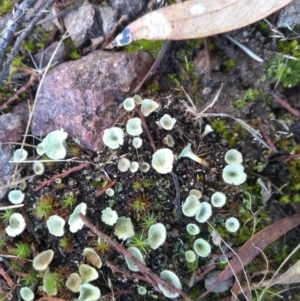 Cladonia sp. (genus) at Cooma, NSW - 9 May 2022 03:53 PM