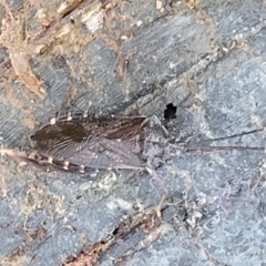Amorbus sp. (genus) (TBC) at Cotter River, ACT - 25 May 2022 by trevorpreston
