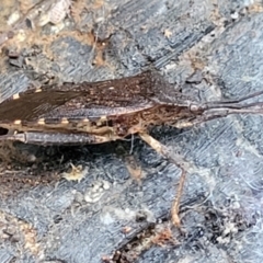 Amorbus sp. (genus) at Cotter River, ACT - 25 May 2022 04:18 PM