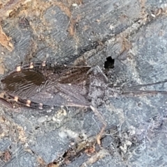 Amorbus sp. (genus) at Cotter River, ACT - 25 May 2022 04:18 PM