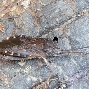 Amorbus sp. (genus) at Cotter River, ACT - 25 May 2022 04:18 PM