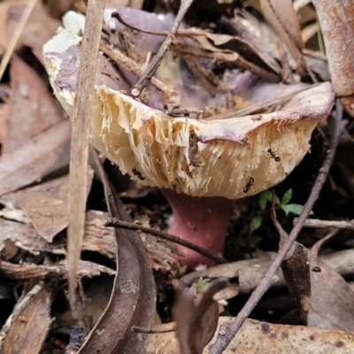 Russula 'purpureoflava group' at Lower Cotter Catchment - 25 May 2022 by trevorpreston