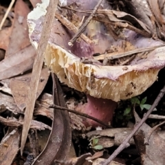 Russula 'purpureoflava group' at Cotter River, ACT - 25 May 2022 04:16 PM