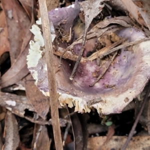 Russula 'purpureoflava group' at Cotter River, ACT - 25 May 2022