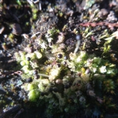 Fossombronia sp. (genus) (A leafy liverwort) at Cooma, NSW - 24 May 2022 by mahargiani