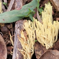 Ramaria sp. (A Coral fungus) at Lower Cotter Catchment - 25 May 2022 by trevorpreston