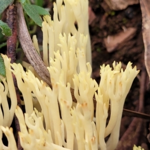 Ramaria sp. at Cotter River, ACT - 25 May 2022