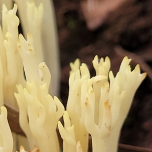 Ramaria sp. at Cotter River, ACT - 25 May 2022