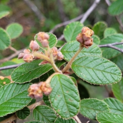 Pomaderris betulina (Birch Pomaderris) at Lower Cotter Catchment - 25 May 2022 by trevorpreston