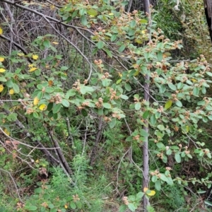 Pomaderris betulina at Cotter River, ACT - 25 May 2022