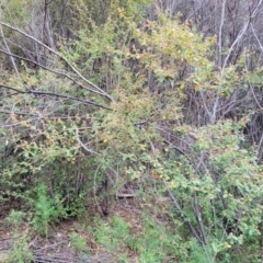Pomaderris betulina at Cotter River, ACT - 25 May 2022