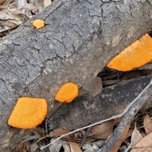 Trametes coccinea at Cotter River, ACT - 25 May 2022