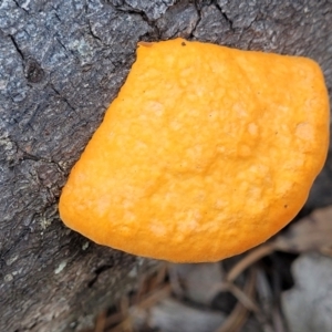 Pycnoporus coccineus at Cotter River, ACT - 25 May 2022