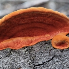 Trametes coccinea at Cotter River, ACT - 25 May 2022