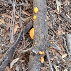 Trametes coccinea at Cotter River, ACT - 25 May 2022