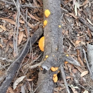 Pycnoporus coccineus at Cotter River, ACT - 25 May 2022