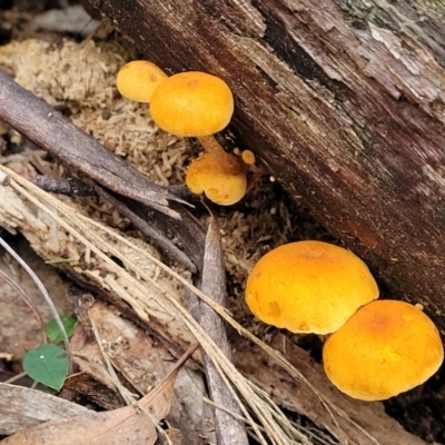 Unidentified Cap on a stem; gills below cap [mushrooms or mushroom-like] at Lower Cotter Catchment - 25 May 2022 by trevorpreston