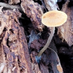 Unidentified Cap on a stem; gills below cap [mushrooms or mushroom-like] at Cotter River, ACT - 25 May 2022 by trevorpreston