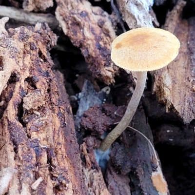 Unverified Cap on a stem; gills below cap [mushrooms or mushroom-like] at Cotter River, ACT - 25 May 2022 by trevorpreston