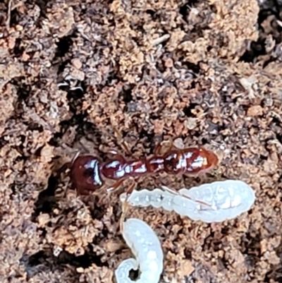 Amblyopone sp. (genus) (Slow ant) at Lower Cotter Catchment - 25 May 2022 by trevorpreston