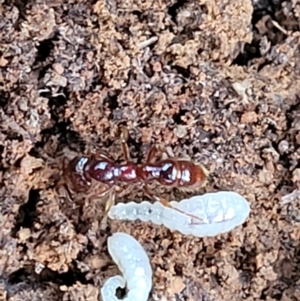 Amblyopone sp. (genus) at Cotter River, ACT - 25 May 2022