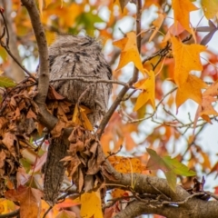 Podargus strigoides (Tawny Frogmouth) at Chapman, ACT - 25 May 2022 by ChrisAppleton