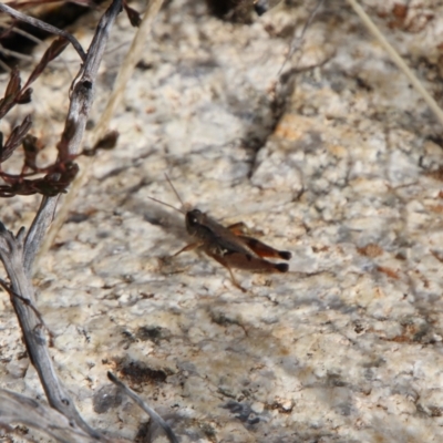 Phaulacridium vittatum (Wingless Grasshopper) at Namadgi National Park - 24 May 2022 by ChrisHolder