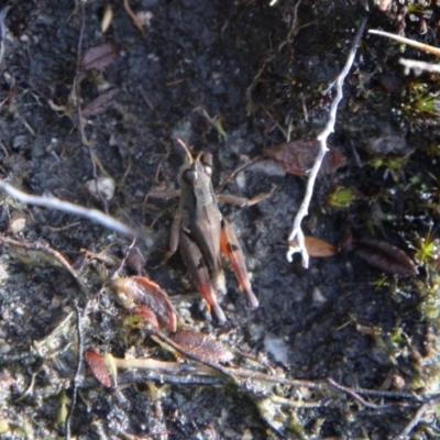 Phaulacridium vittatum (Wingless Grasshopper) at Namadgi National Park - 24 May 2022 by ChrisHolder