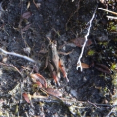 Phaulacridium vittatum (Wingless Grasshopper) at Mount Clear, ACT - 24 May 2022 by ChrisHolder