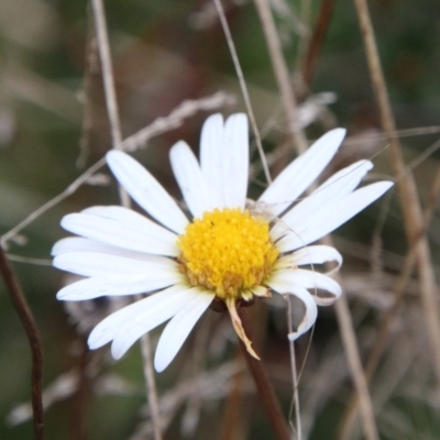 Unverified Daisy at Mount Clear, ACT - 25 May 2022 by ChrisHolder