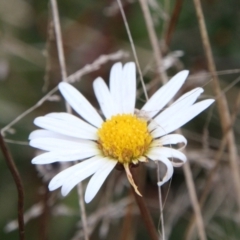 Unidentified Daisy (TBC) at Mount Clear, ACT - 25 May 2022 by ChrisHolder
