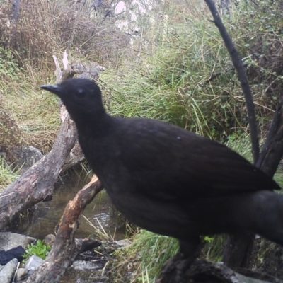 Menura novaehollandiae (Superb Lyrebird) at Booth, ACT - 3 Jan 2011 by ChrisHolder