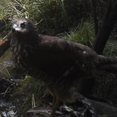 Accipiter fasciatus (Brown Goshawk) at Booth, ACT - 21 Apr 2022 by ChrisHolder