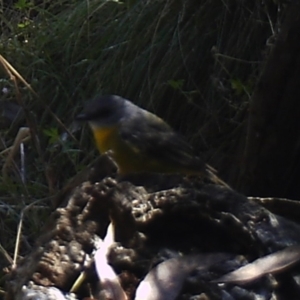 Eopsaltria australis (Eastern Yellow Robin) at Booth, ACT by ChrisHolder