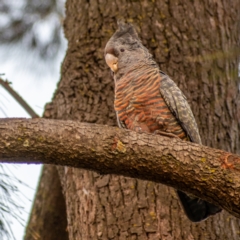 Callocephalon fimbriatum (Gang-gang Cockatoo) at Chapman, ACT - 22 May 2022 by ChrisAppleton