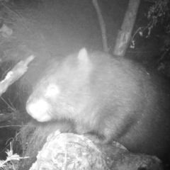 Vombatus ursinus (Common wombat, Bare-nosed Wombat) at Booth, ACT - 2 May 2022 by ChrisHolder