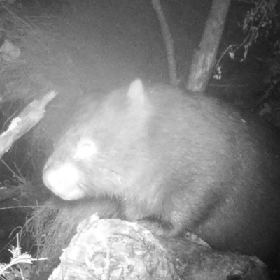Vombatus ursinus (Common wombat, Bare-nosed Wombat) at Booth, ACT - 2 May 2022 by ChrisHolder