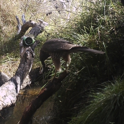 Accipiter fasciatus (Brown Goshawk) at Namadgi National Park - 21 Apr 2022 by ChrisHolder