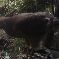 Accipiter fasciatus (Brown Goshawk) at Namadgi National Park - 21 Apr 2022 by ChrisHolder