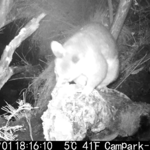 Unidentified Possum (TBC) at suppressed by ChrisHolder