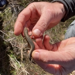 Carlia tetradactyla at Murrumbateman, NSW - 21 May 2022