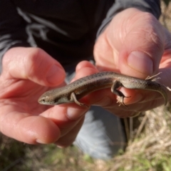 Carlia tetradactyla at Murrumbateman, NSW - 21 May 2022