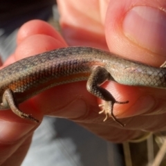 Carlia tetradactyla at Murrumbateman, NSW - 21 May 2022