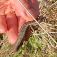 Carlia tetradactyla at Murrumbateman, NSW - 21 May 2022